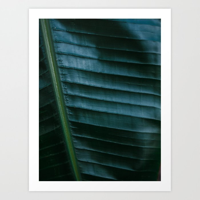 botanical-photography-print-dark-green-tropical-leaf-of-a-palm-jungle-wanderlust-art-prints-2