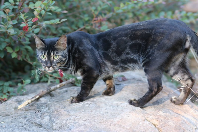 black leopard cat