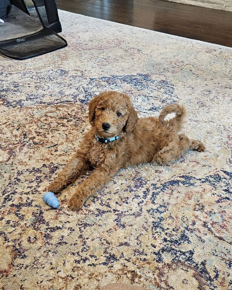Copper 1