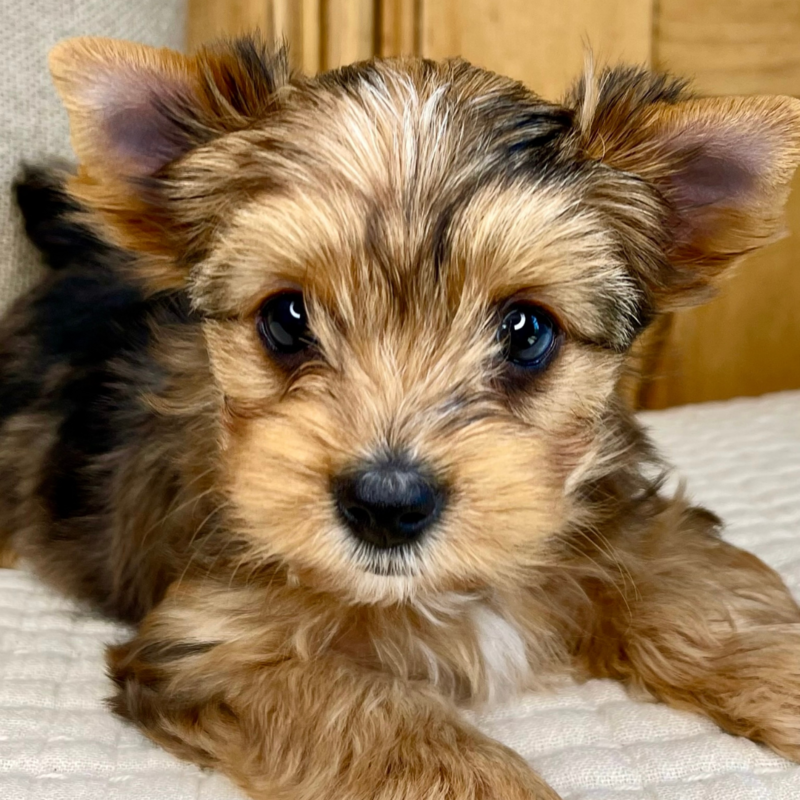 Cassiopeia-Heart-and-Home-Yorkies-La-Crosse-Wisconsin-2