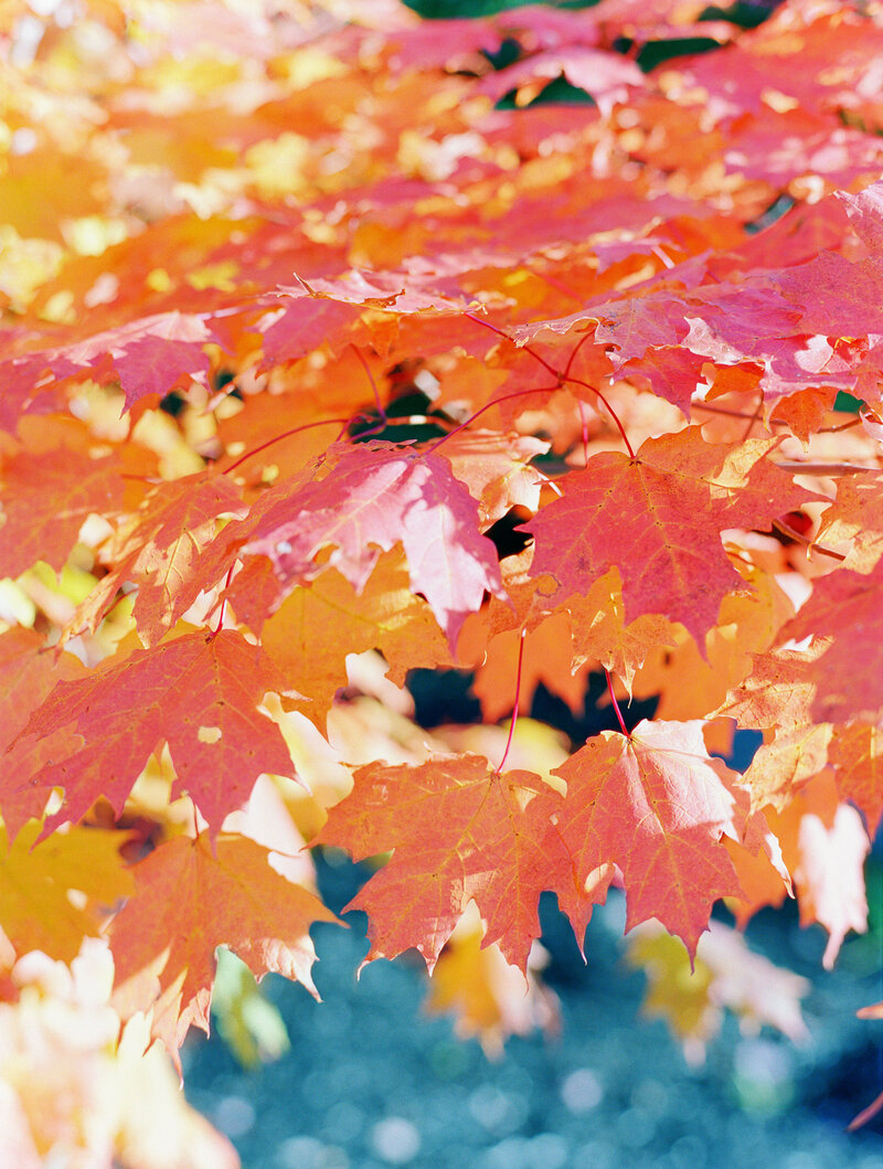 AutumnLeavesI_JackieFox_ThePrintShop