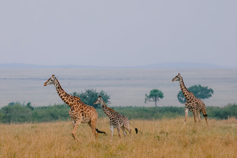 safariedited-157