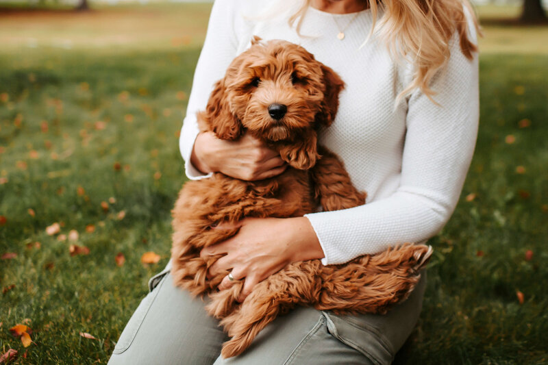 Red Australian Labradoodle Puppies in Vancouver BC