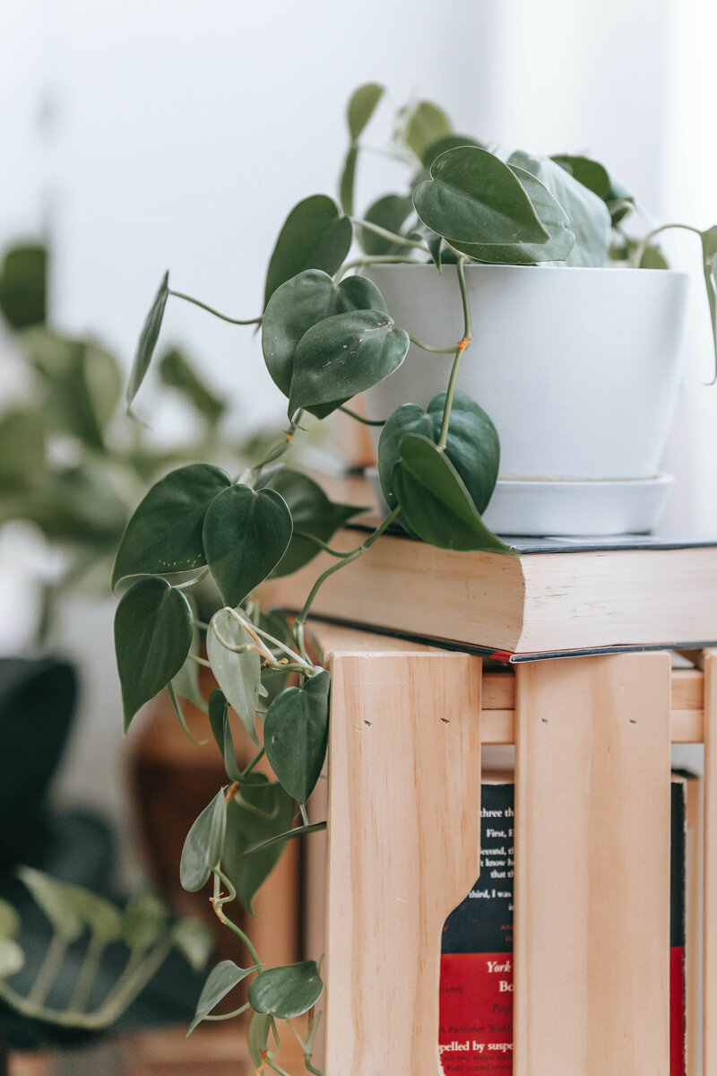 This image shows a close-up of a small wooden bookshelf. A few books are visible between the slats. An additional book sits on its side on top of the bookshelf, with a vining plant placed on top of it.