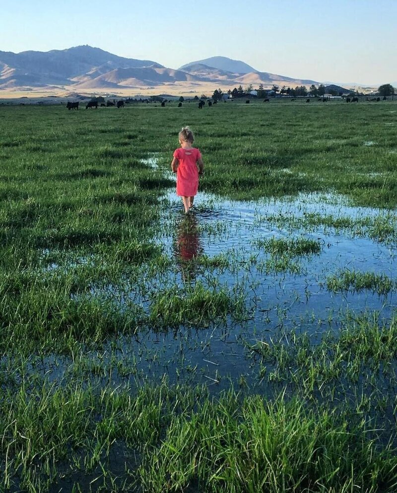 Little girl in pink dress standing in water on Shasta Valley farm
