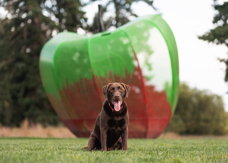 Dog in front of apple sculpture