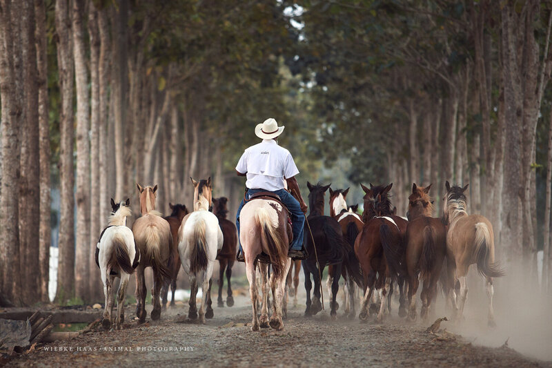 Rancher on horseback leads horses down forested dirt road