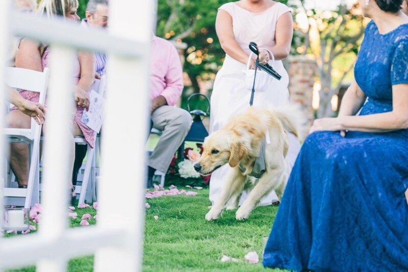 Dog 6 Palafox Wharf Waterfront Weddings Events