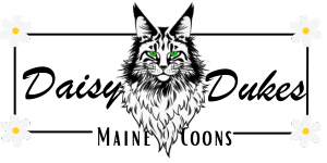 Daisy Dukes Maine Coon Logo with a maine coon cat in the middle surrounded by daises