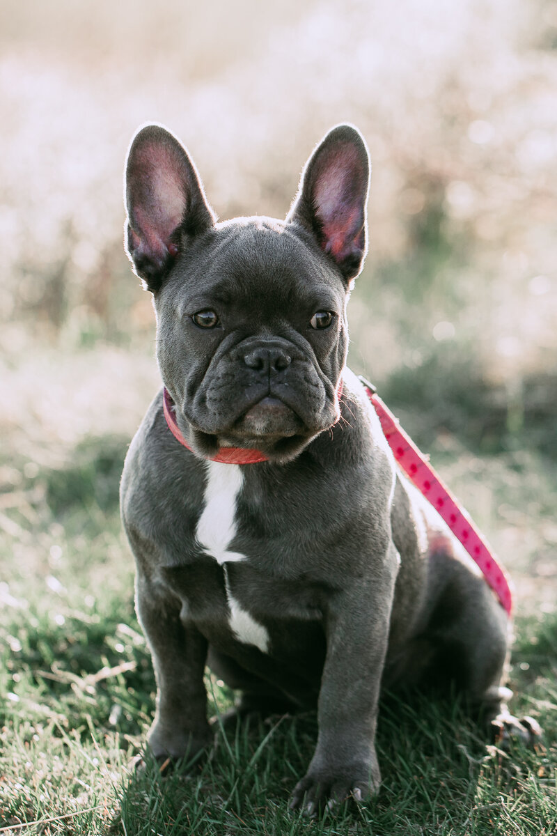 Foothills Frenchies 025