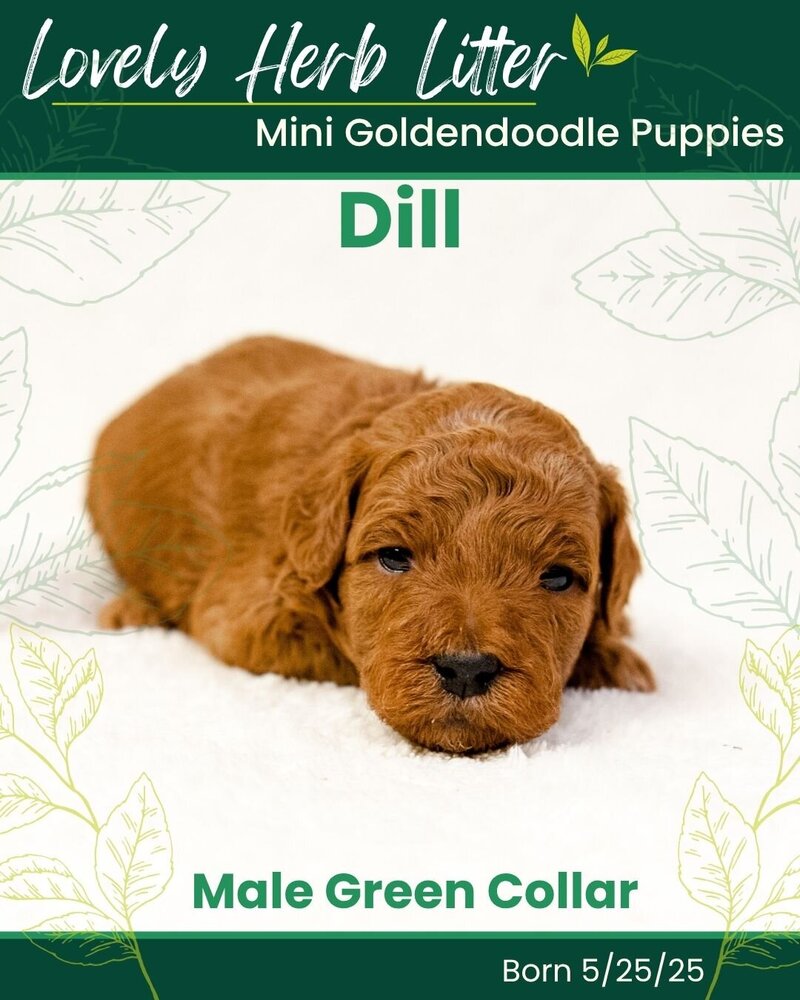 Herb - Green Dill Male