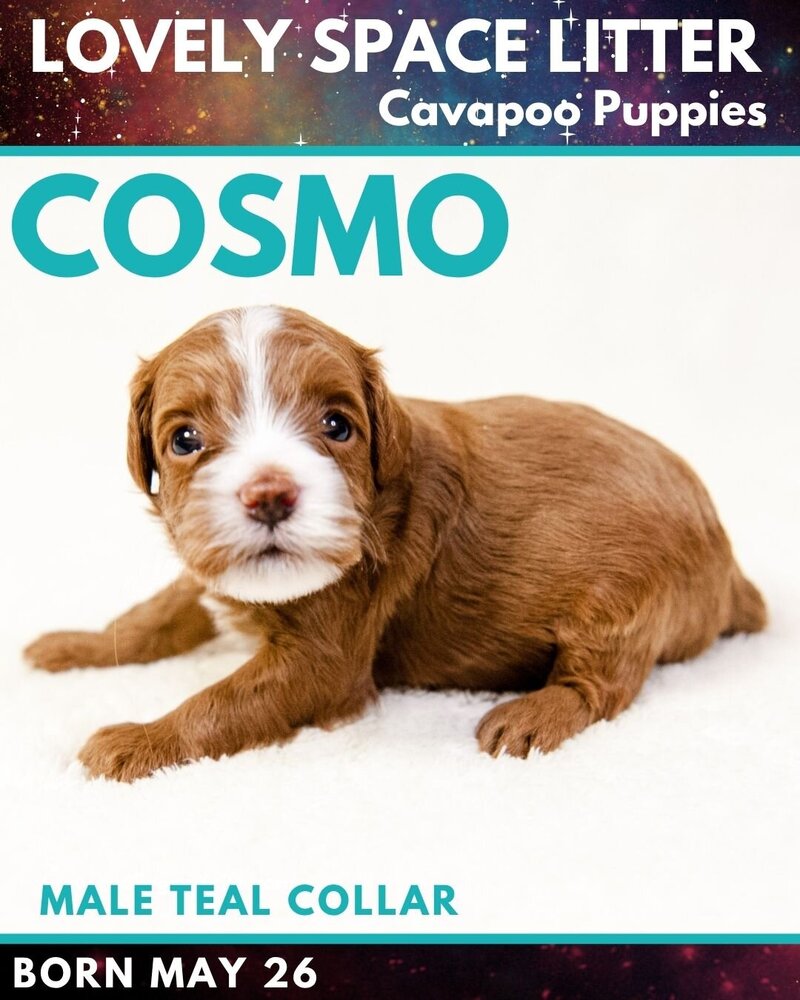 Space - Teal Cosmo Male