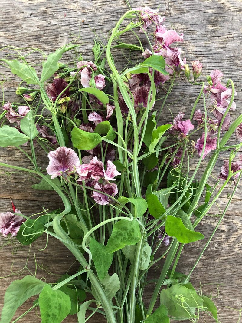 Sweet peas flowers - Fleuris Studio & Blooms