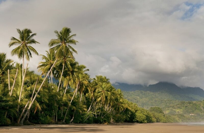 palm trees on a beach in costa rica