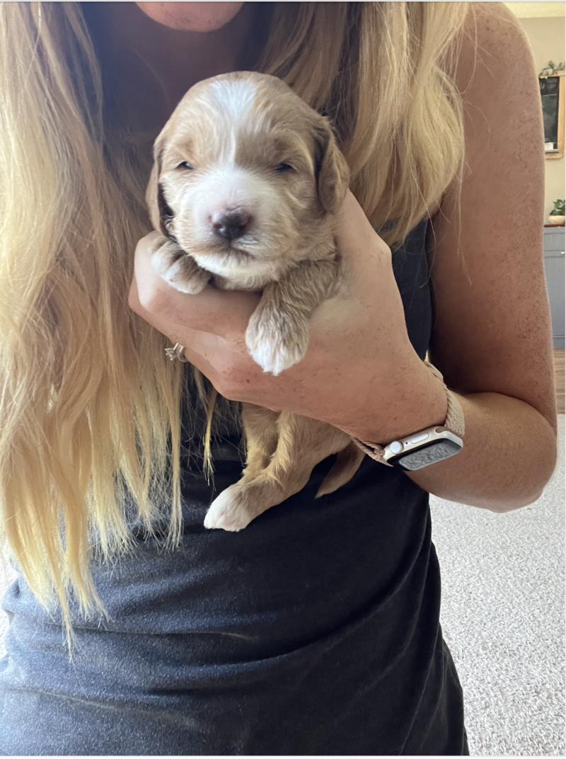 Screenshot 2024-08-27 at 12.00.57 PM