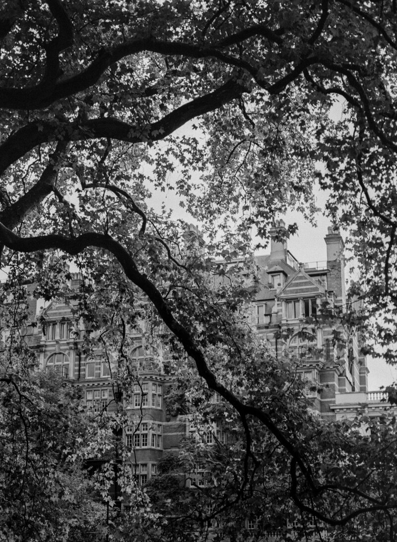 ThroughTheTrees_JillRobertsPhotography