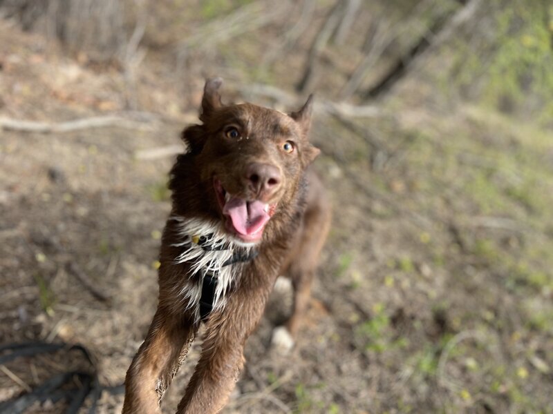 Zoomies