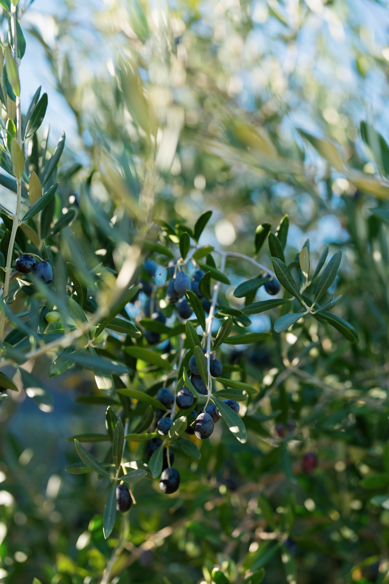 A close-up of ripe black olives hanging from lush green branches in natural sunlight