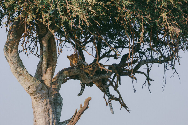 safariedited-225