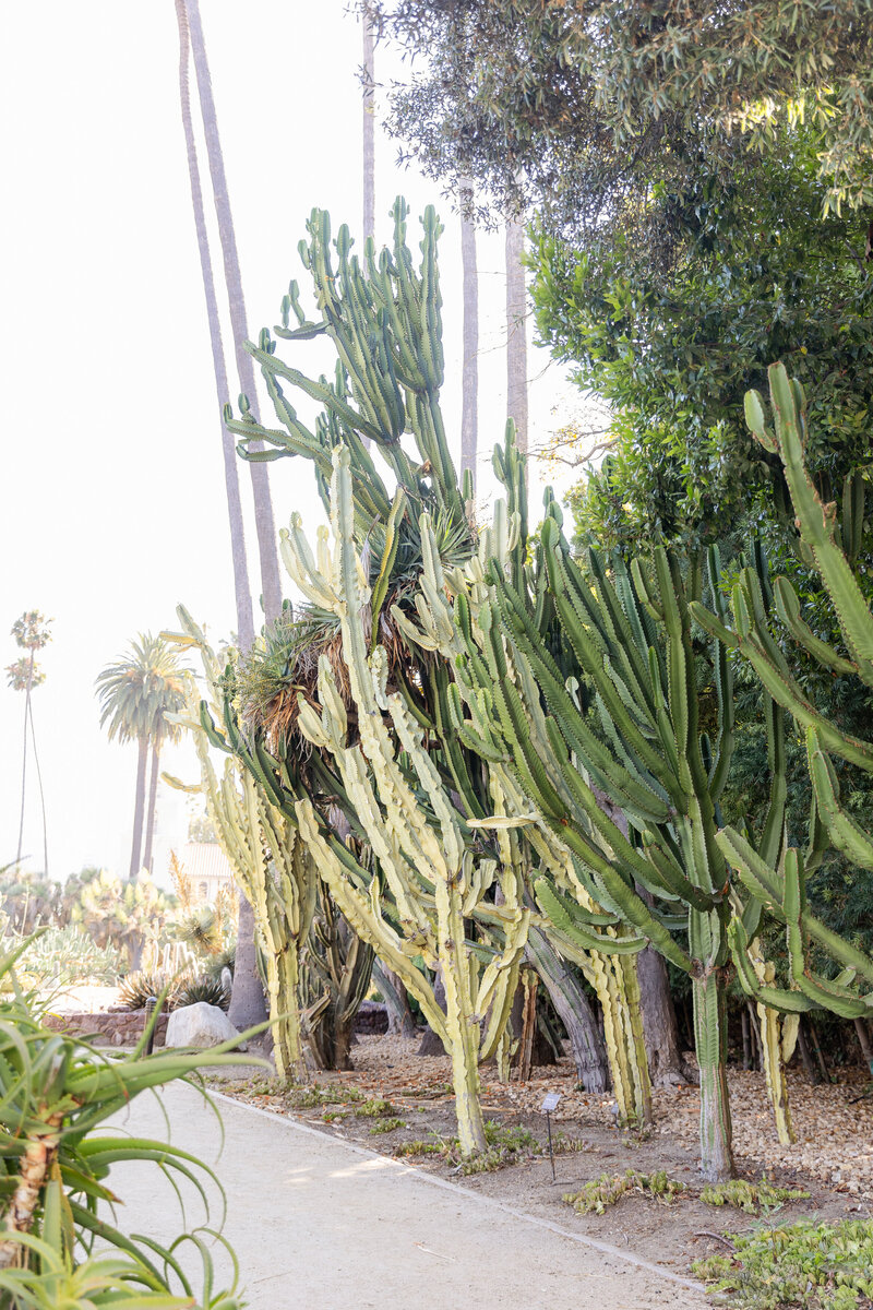 Beverly-Hills-Mini-Session-Cactus-Garden-3
