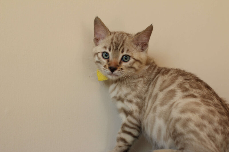 Sienna x Benny_Yellow_4