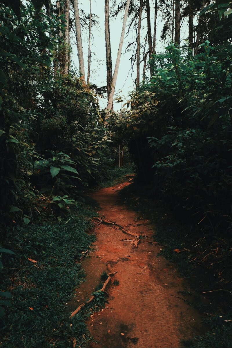 Path in the forest