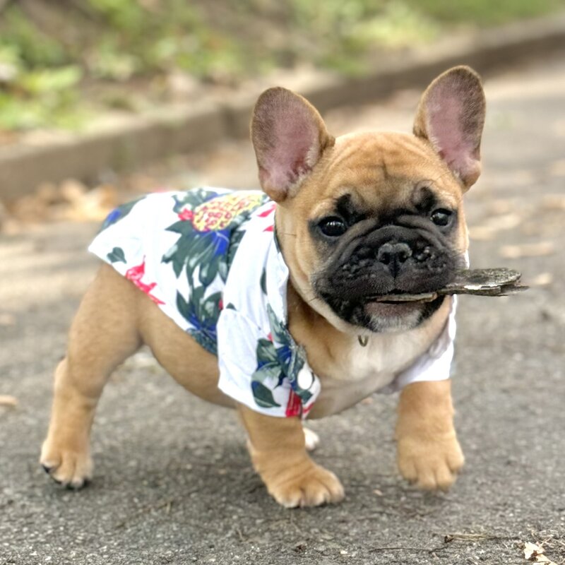 Blue fawn French Bulldog from Montreal-based LMN Bulldogs