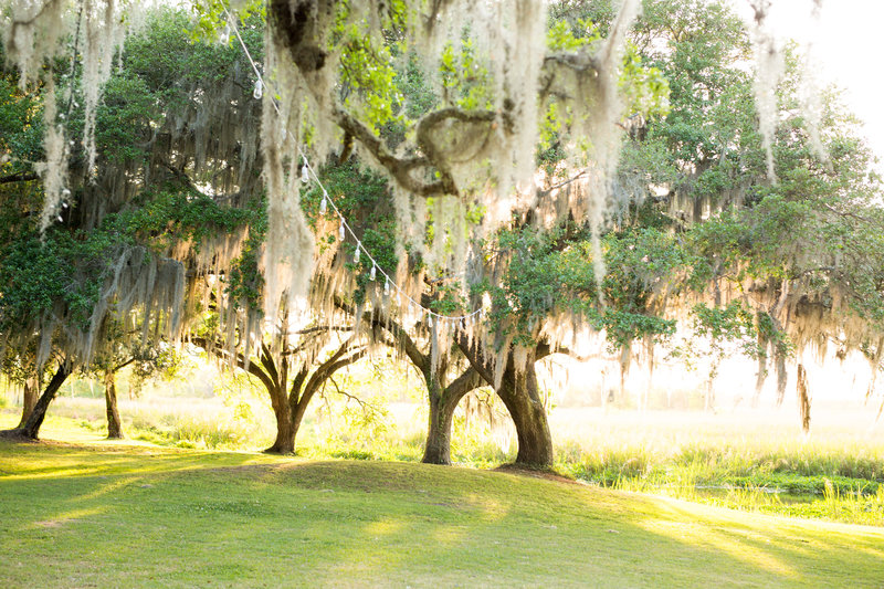 Majestic oak trees draped in Spanish moss, glowing under the golden light of the setting sun, with string lights gently hanging between the branches at litchfield plantation