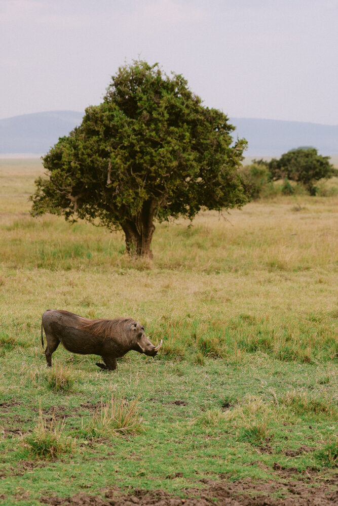 safariedited-162