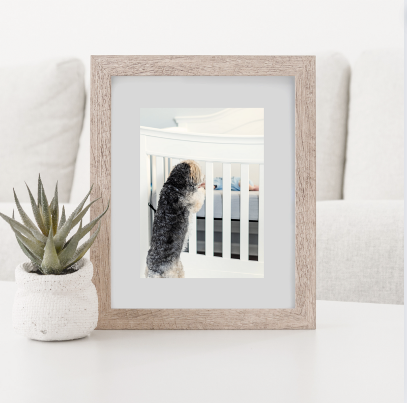 photo of dog looking in crib by newborn photography baltimore md
