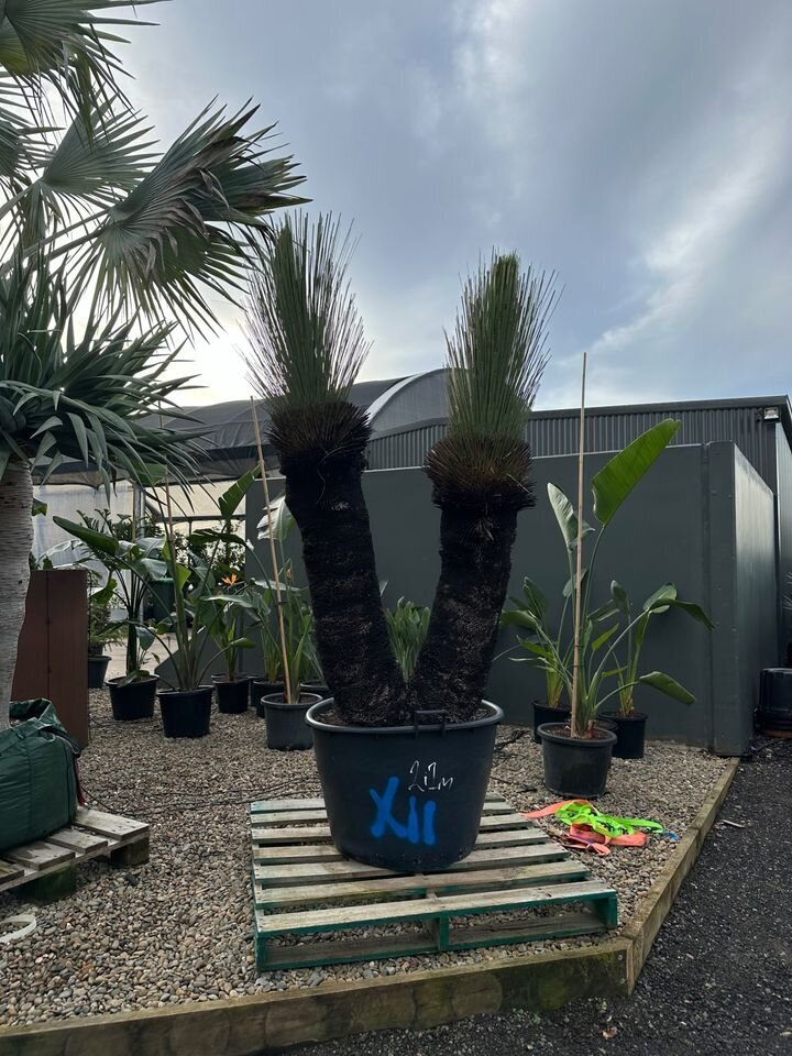 XANTHORRHOEA GLAUCA - Blue Grass Tree - Multi Trunk