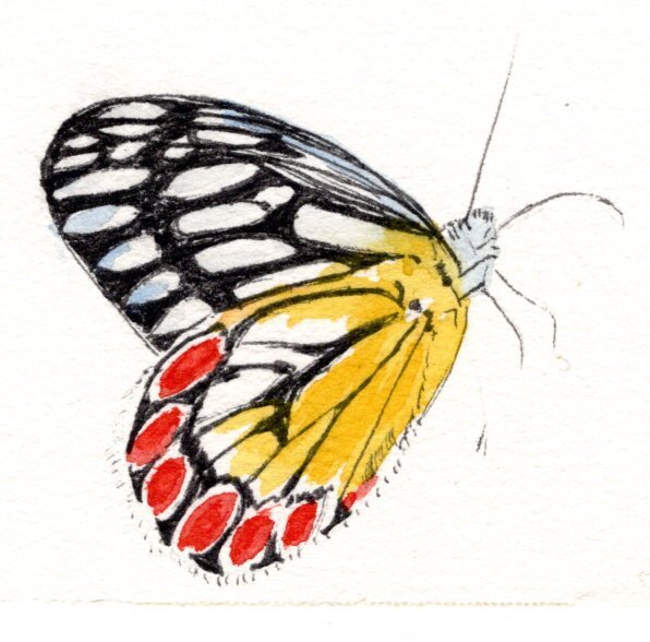 kd gregory fine art - butterfly study 1