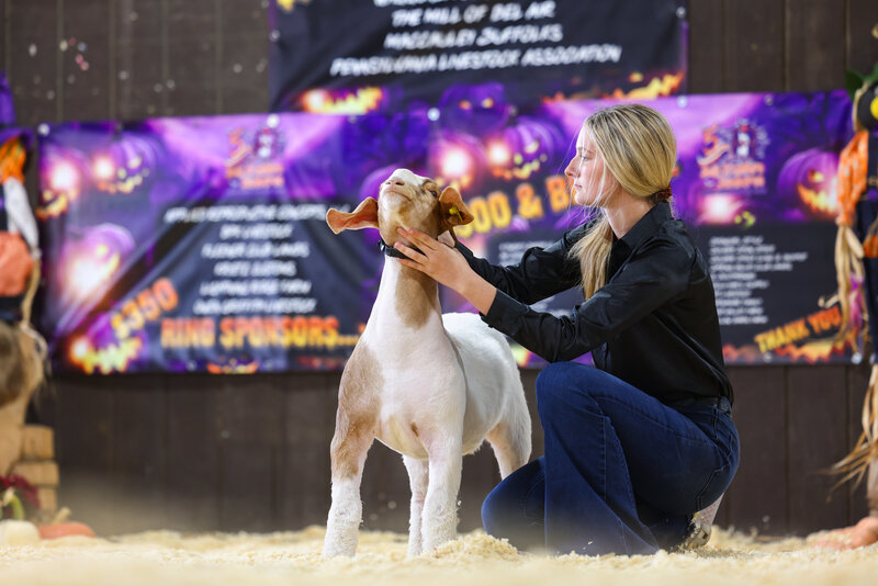 livestock photography
