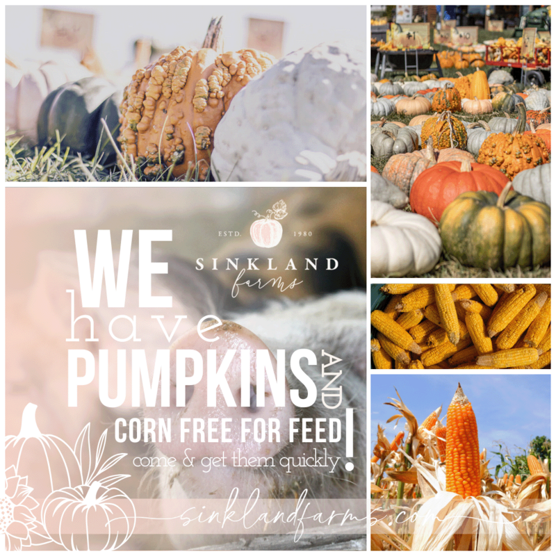 2024Sinkland-Farms_Pumpkin-Festival_Creative-Designs-by-Renee_pumpkin-corn-free