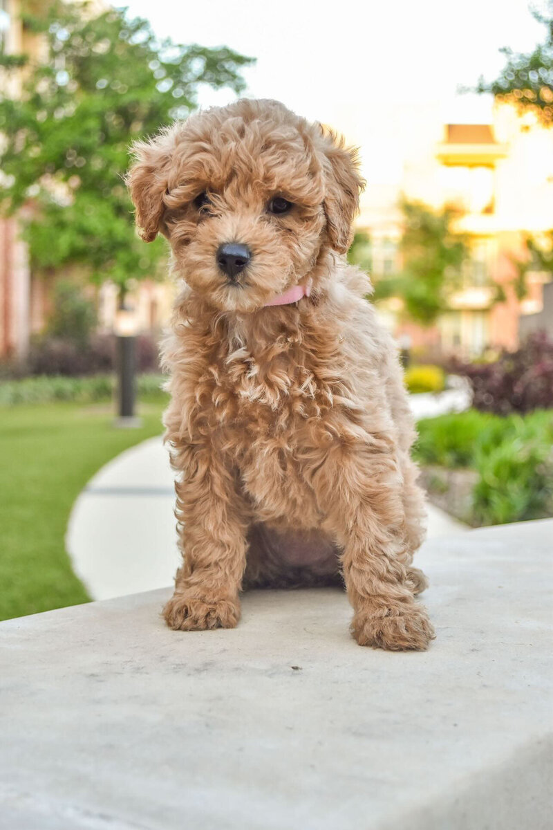 Red goldendoodle puppy Texas breeding.