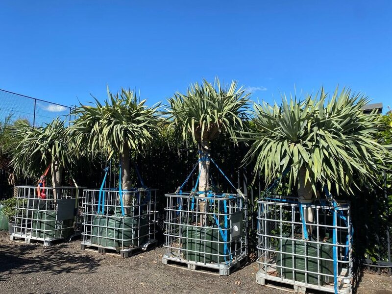 Dragon Tree Multi-Headed - Dracaena Draco Dragon Tree - Exotic plants and trees sydney - Go Green Nurseries