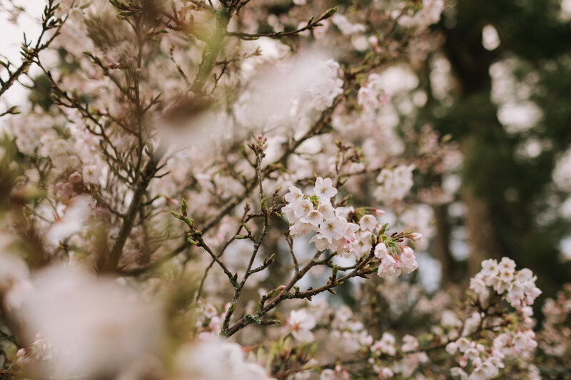Spring blossom with low depth of field