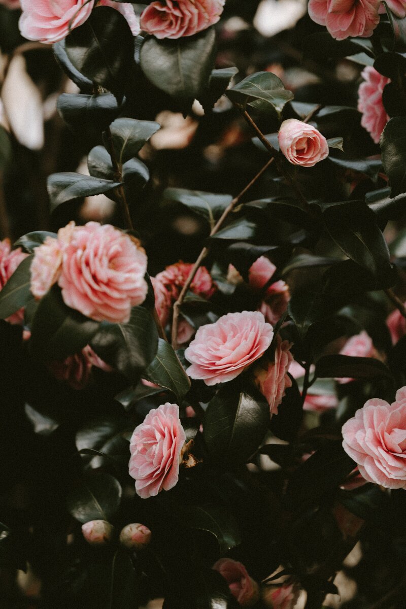 annie-spratt-6EicA5EZroY-unsplash