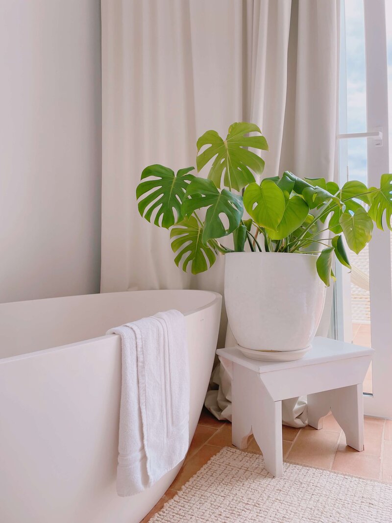 Bathub and plant in a spotless, clean bathroom.