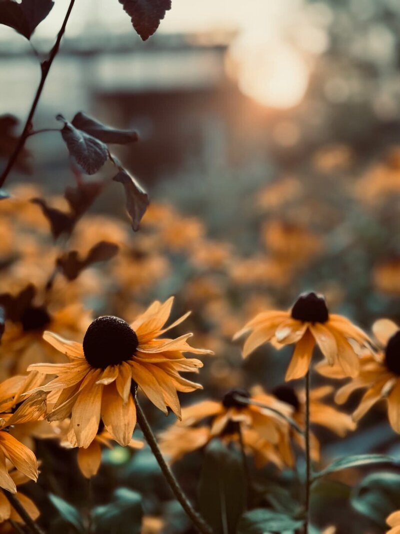 A close-up of bright yellow Black-Eyed Susan flowers, highlighting the beauty of seasonal garden planning and consulting.