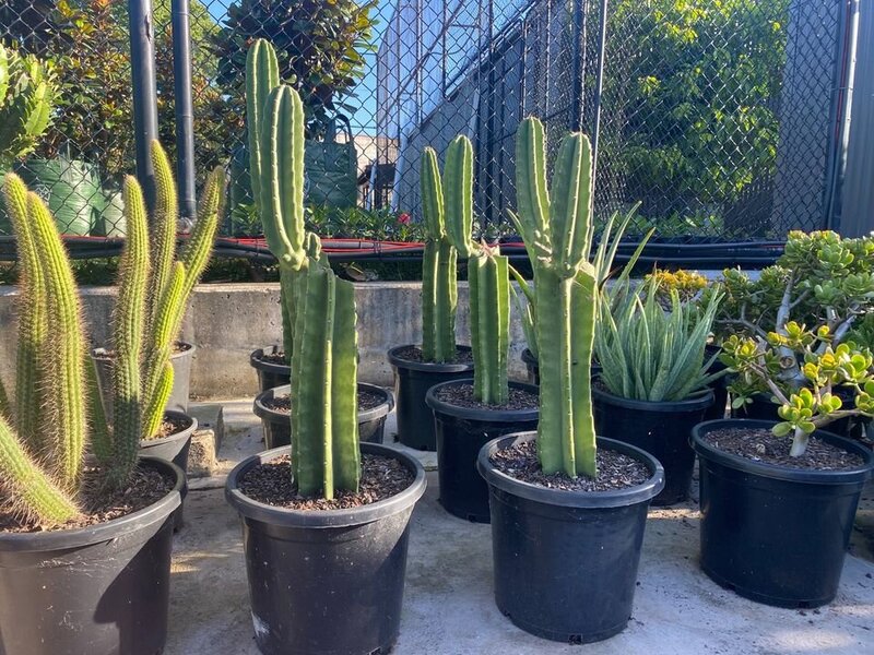 Cereus repandus | Peruvian Apple Cactus