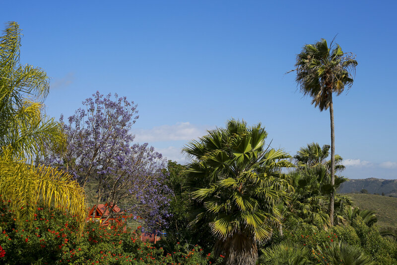Caroline Morey Wedding Photographer San Diego Encinitas Private Estate-9985