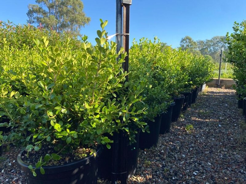 Japanese Buxus - Buxus Microphylla - Mature Hedging Plants & Screens Sydney