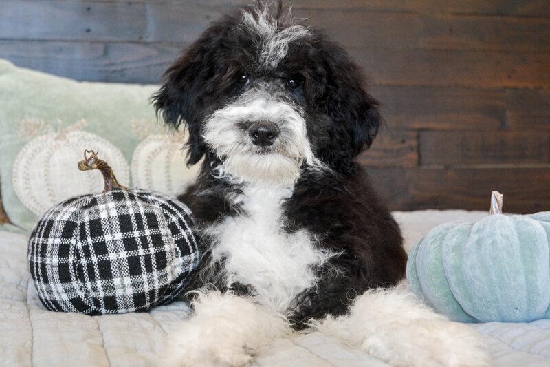 Breeding the best mini and micro Sheepadoodle puppies