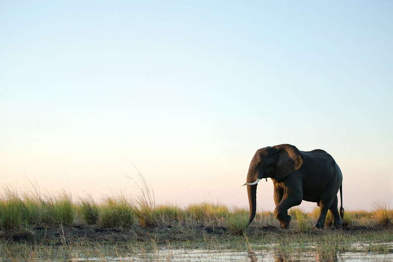 A lone elephant walking across golden grasslands on a tailored East Africa safari for families.