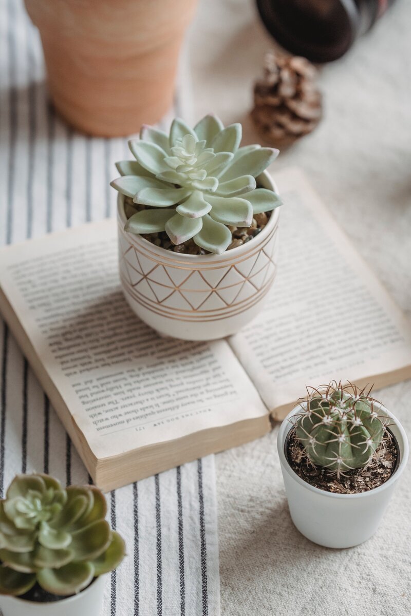 succulent-therapy-book