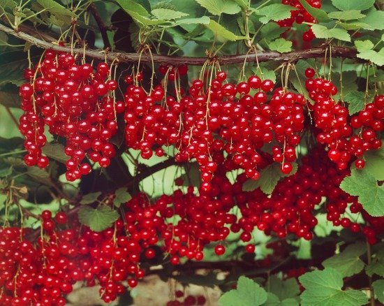 Ribes-rubrum-var-domesticum