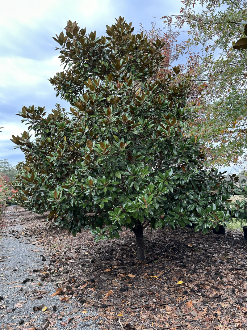 Exground Magnolia Grandiflora - Mature Trees Sydney - Go Green Nurseries