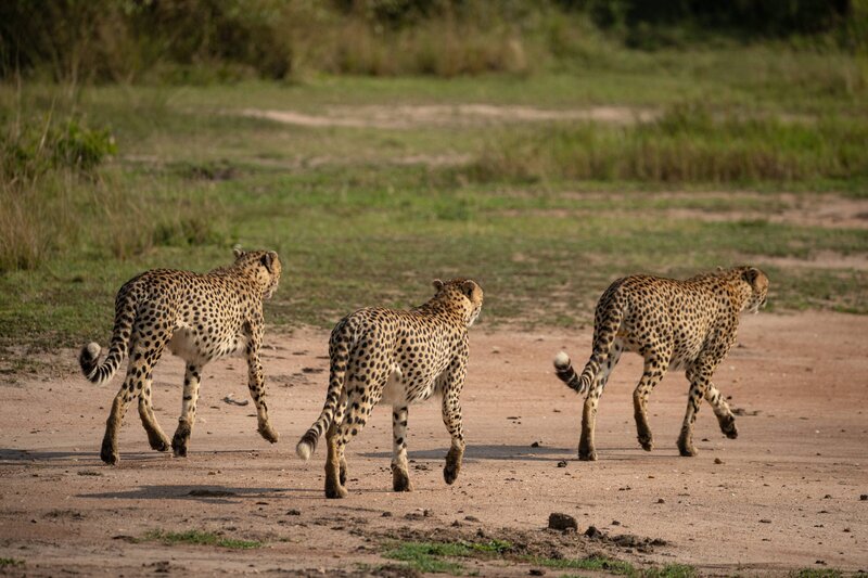 TAASA Safari (12)