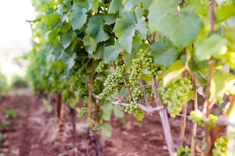 TSS - Domaine Roy-117